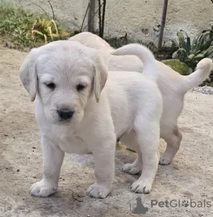 Additional photos: Labradoodles