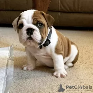 Photo №1. english bulldog - for sale in the city of Мадрид | negotiated | Announcement № 116153