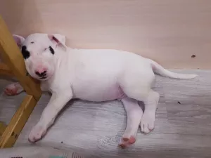 Additional photos: Standard bull terrier. Puppies