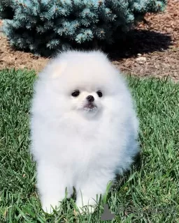 Photo №4. I will sell pomeranian in the city of Bonn.  - price - 380$