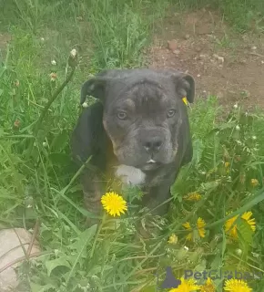 Photo №1. american bully - for sale in the city of Ivanovo | 966$ | Announcement № 19965