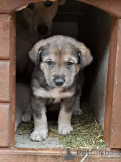 Additional photos: 5 adorable puppies are looking for a home!