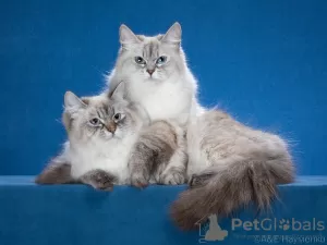 Photo №2 to announcement № 89484 for the sale of neva masquerade - buy in Russian Federation breeder