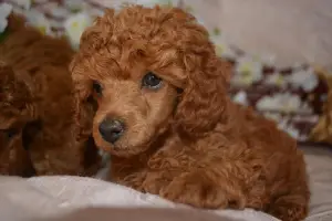 Additional photos: Lovely toy poodle babies