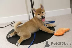 Photo №1. shiba inu - for sale in the city of Братислава | negotiated | Announcement № 71121