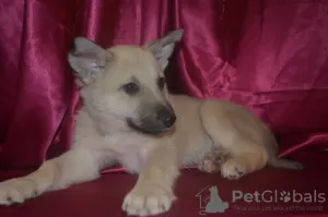 Photo №1. non-pedigree dogs - for sale in the city of Краснокамск | Is free | Announcement № 9264