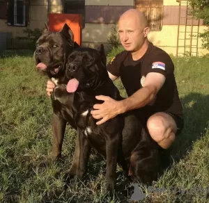 Photo №3. cane corso puppies pure breeds. Greece