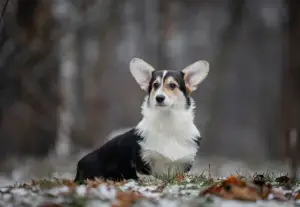 Additional photos: Girl Welsh Corgi Pembroke