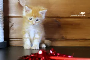 Additional photos: Maine Coon kitten red marble boy