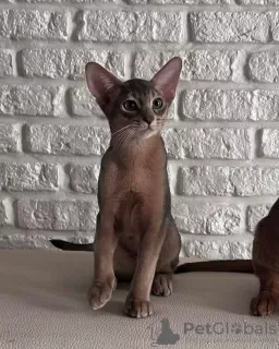 Additional photos: Abyssinian blue cat