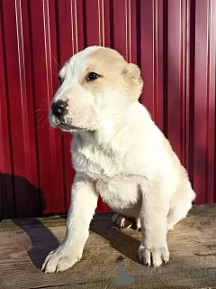 Additional photos: Puppies of SAO Alabai