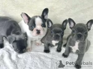 Photo №1. french bulldog - for sale in the city of Berlin | Is free | Announcement № 126730