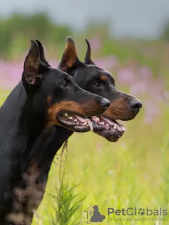 Additional photos: Dobermann puppies - Dan Smile Helgi and Adal Eskae Vangard, born on 25.08.2020.