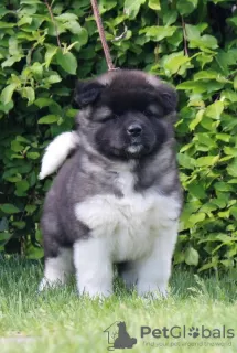 Additional photos: American Akita