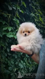 Additional photos: Pomeranian Spitz, puppies. Mini bears