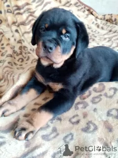 Photo №3. Rottweiler puppies. Russian Federation