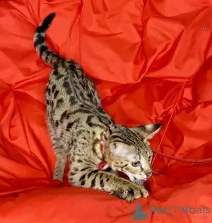 Photo №2 to announcement № 67906 for the sale of savannah cat - buy in Russian Federation from nursery