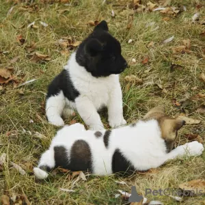 Photo №4. I will sell american akita in the city of Berlin. private announcement - price - negotiated