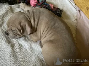 Photo №4. I will sell american bully in the city of Lipetsk. private announcement - price - 651$