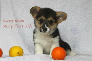 Additional photos: Welsh corgi pembroke girl, bobtail