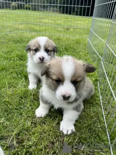 Photo №1. welsh corgi - for sale in the city of Cape Coral | 300$ | Announcement № 77414