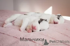 Photo №4. I will sell siberian husky in the city of Poltava.  - price - negotiated