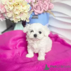 Photo №2 to announcement № 107603 for the sale of maltese dog - buy in Netherlands private announcement