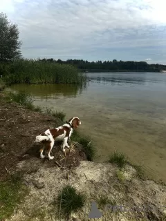 Photo №3. Cavalier King Charles Spaniel. Russian Federation