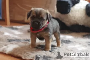 Additional photos: Border terrier pupies