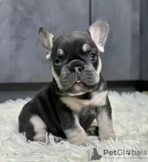 Photo №1. french bulldog - for sale in the city of Valladolid | 423$ | Announcement № 126707