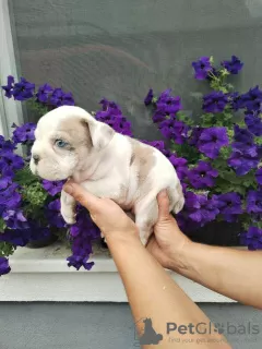 Additional photos: English bulldog, puppy