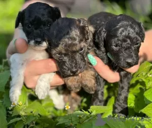 Photo №3. Miniature Poodle Puppies for adoption. Germany