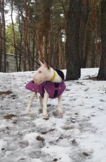 Photo №3. Standard bull terrier. Puppies. Russian Federation