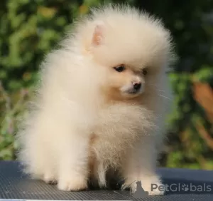 Photo №2 to announcement № 67263 for the sale of pomeranian - buy in Russian Federation private announcement, from nursery, breeder