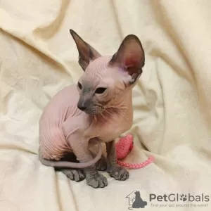 Photo №4. I will sell peterbald in the city of St. Petersburg. from nursery - price - negotiated