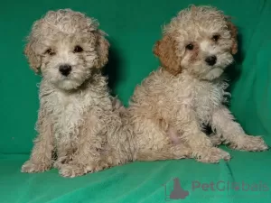 Additional photos: Real maltipu puppies (toy poodle). Boys.