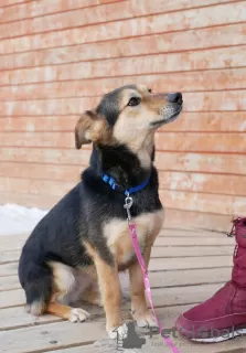 Photo №3. Dachshund size dog. Russian Federation