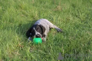 Additional photos: German Wirehaired Pointer