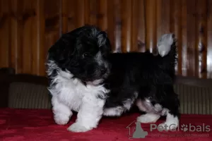 Additional photos: Havana Bichon (Havanese)