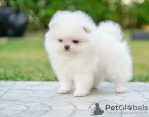 Photo №2 to announcement № 129041 for the sale of pomeranian - buy in Austria private announcement