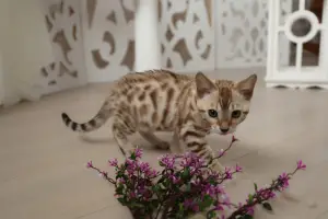 Additional photos: Bengal kitten