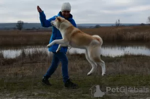 Photo №4. I will sell akita in the city of Cherkassky Bishkin. from nursery - price - negotiated