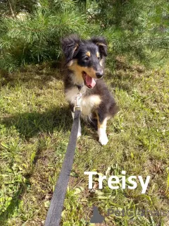 Photo №4. I will sell shetland sheepdog in the city of Kohtla-Järve. from nursery - price - negotiated