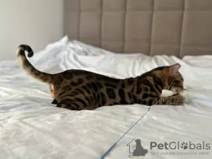 Additional photos: Gorgeous Bengal boy for breeding