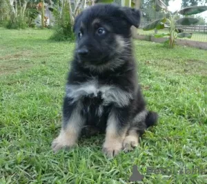 Photo №2 to announcement № 129234 for the sale of german shepherd - buy in Switzerland breeder