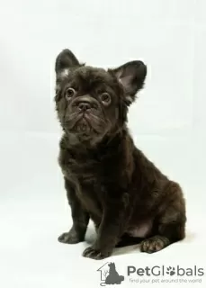 Photo №2 to announcement № 125560 for the sale of french bulldog - buy in United States 