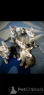 Additional photos: Bengal kittens for sale