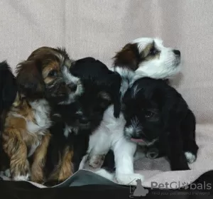 Additional photos: Tibetan terrier puppies.