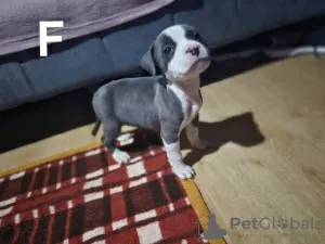 Additional photos: American Staffordshire Terrier puppies