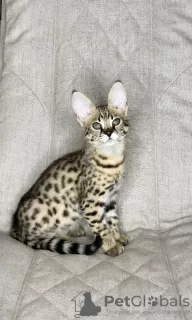 Photo №4. I will sell savannah cat in the city of Москва. from nursery - price - 9659$